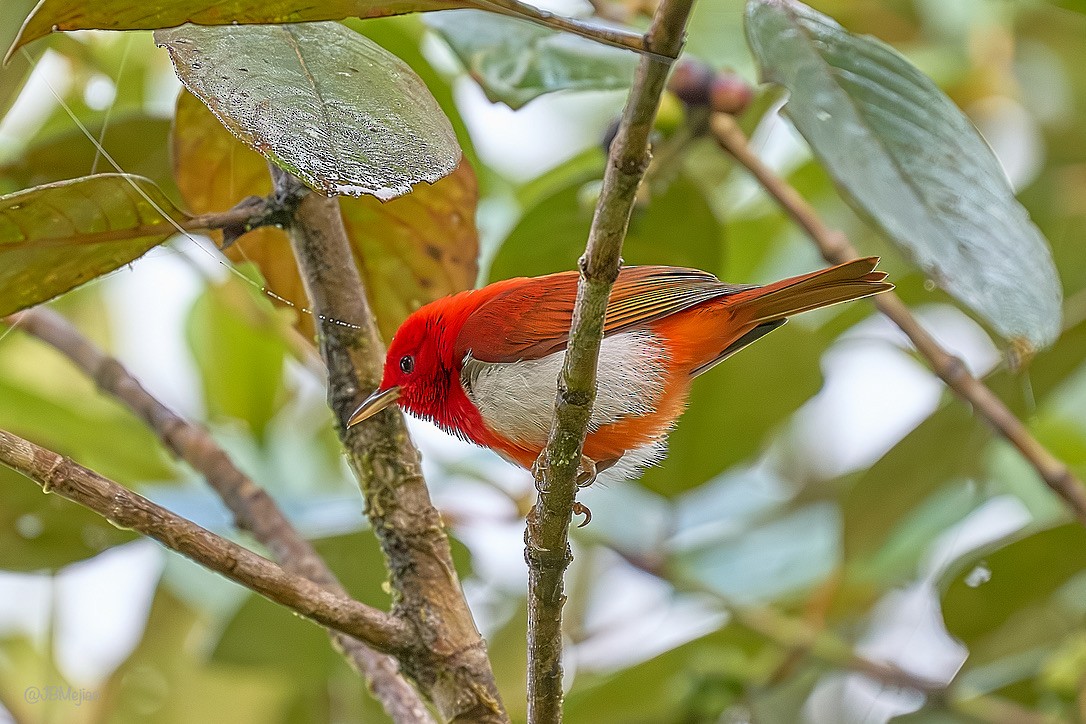 Scarlet-and-white Tanager - ML613977245