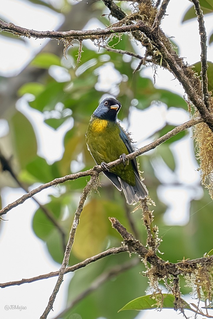 Moss-backed Tanager - ML613977265