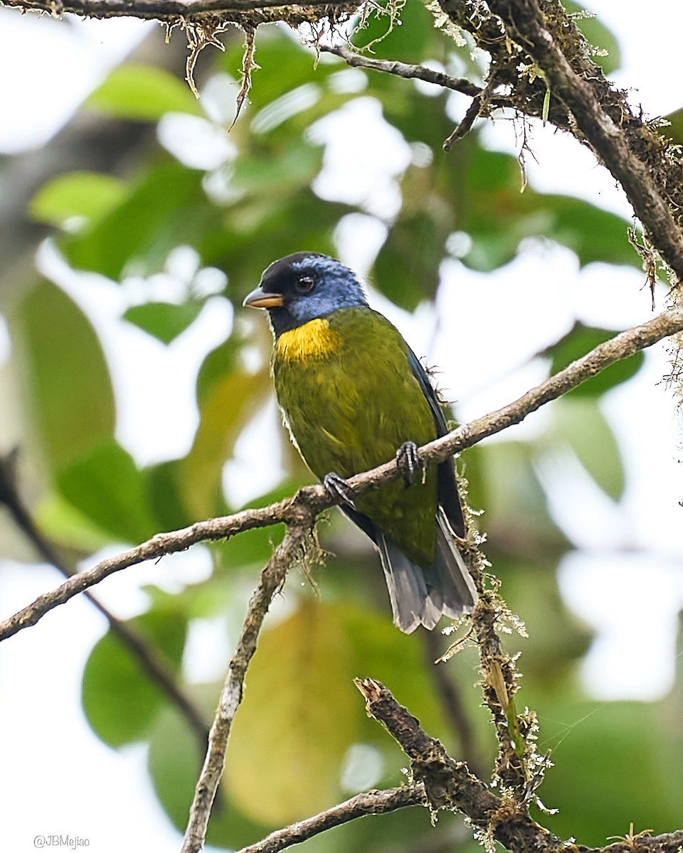 Moss-backed Tanager - ML613977266