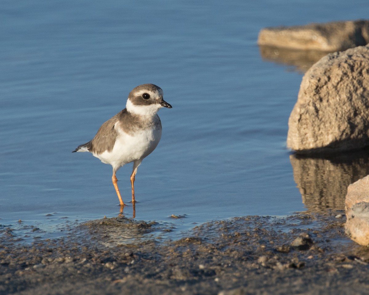 Common Ringed Plover - ML613977392