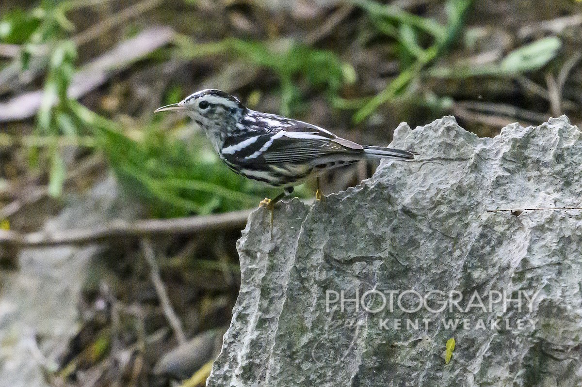 Black-and-white Warbler - ML613977412