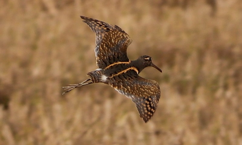 Greater Painted-Snipe - ML613977498
