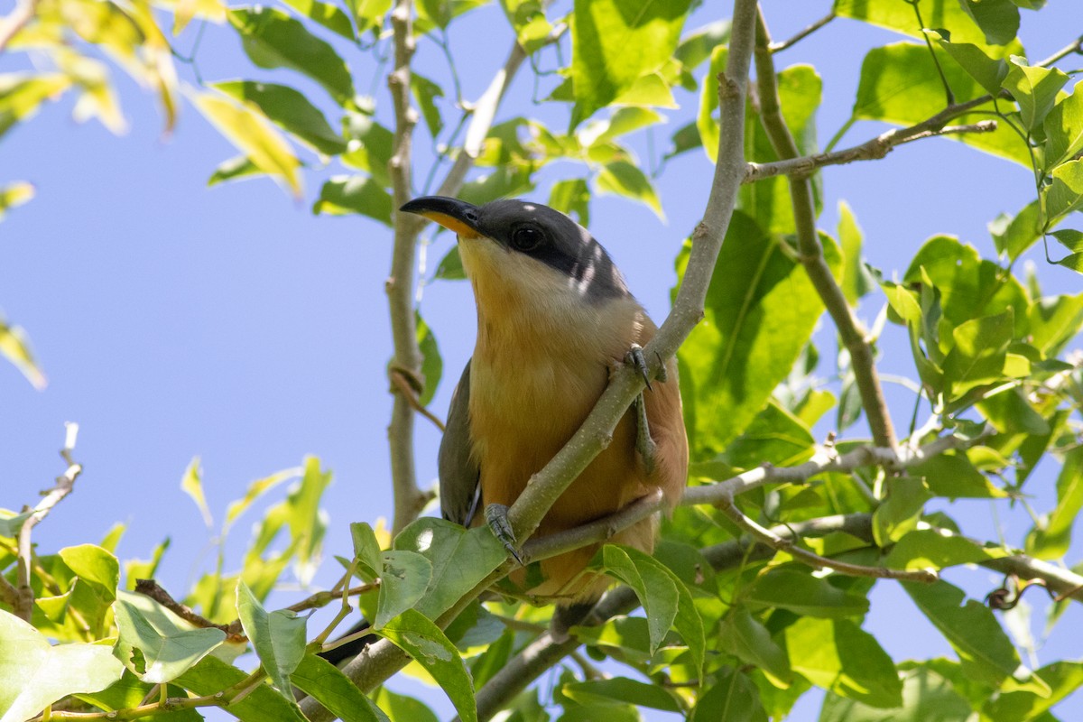 Mangrove Cuckoo - ML613977570