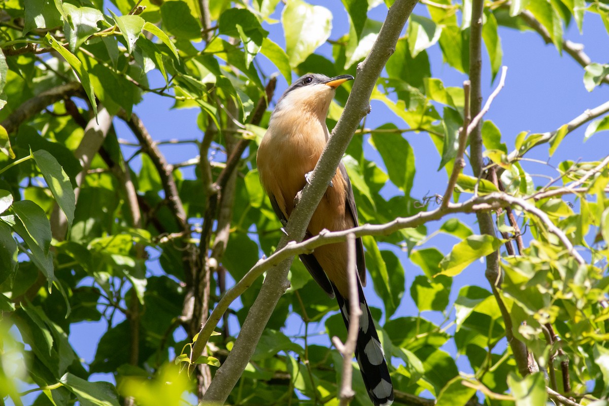 Mangrove Cuckoo - Andrew Marden