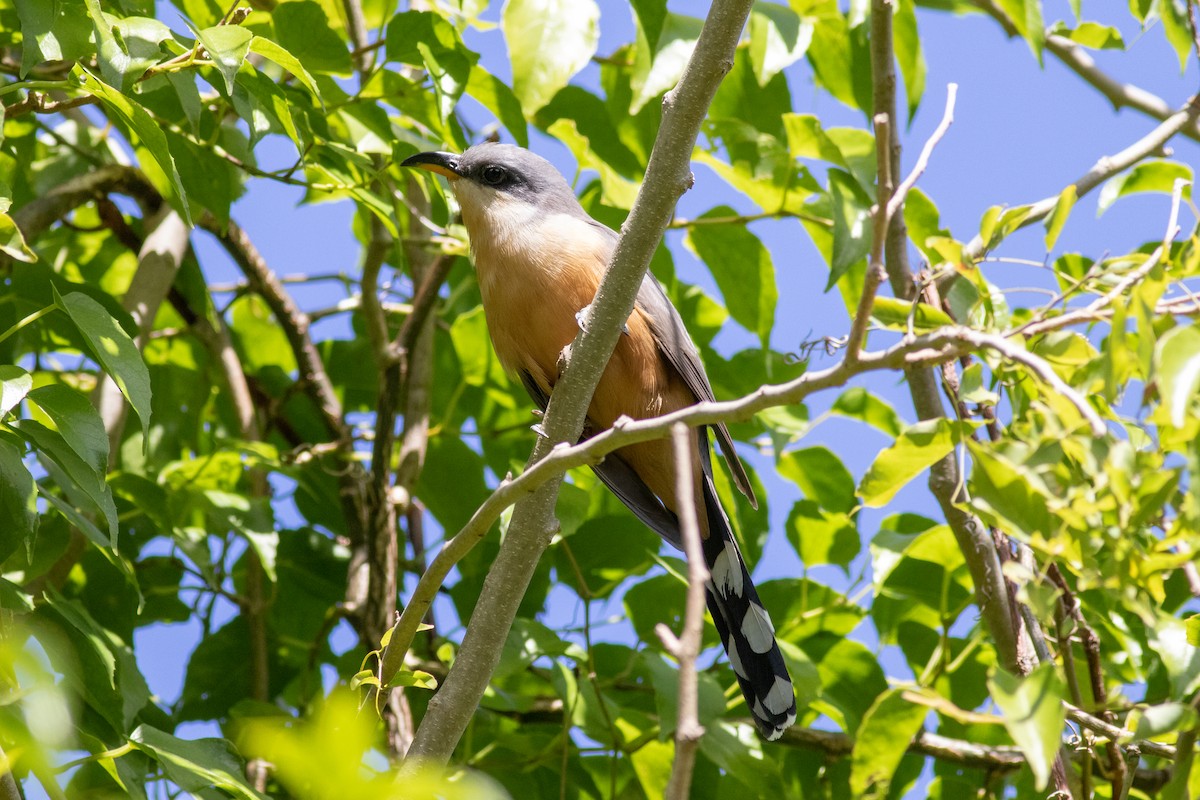 Mangrove Cuckoo - Andrew Marden