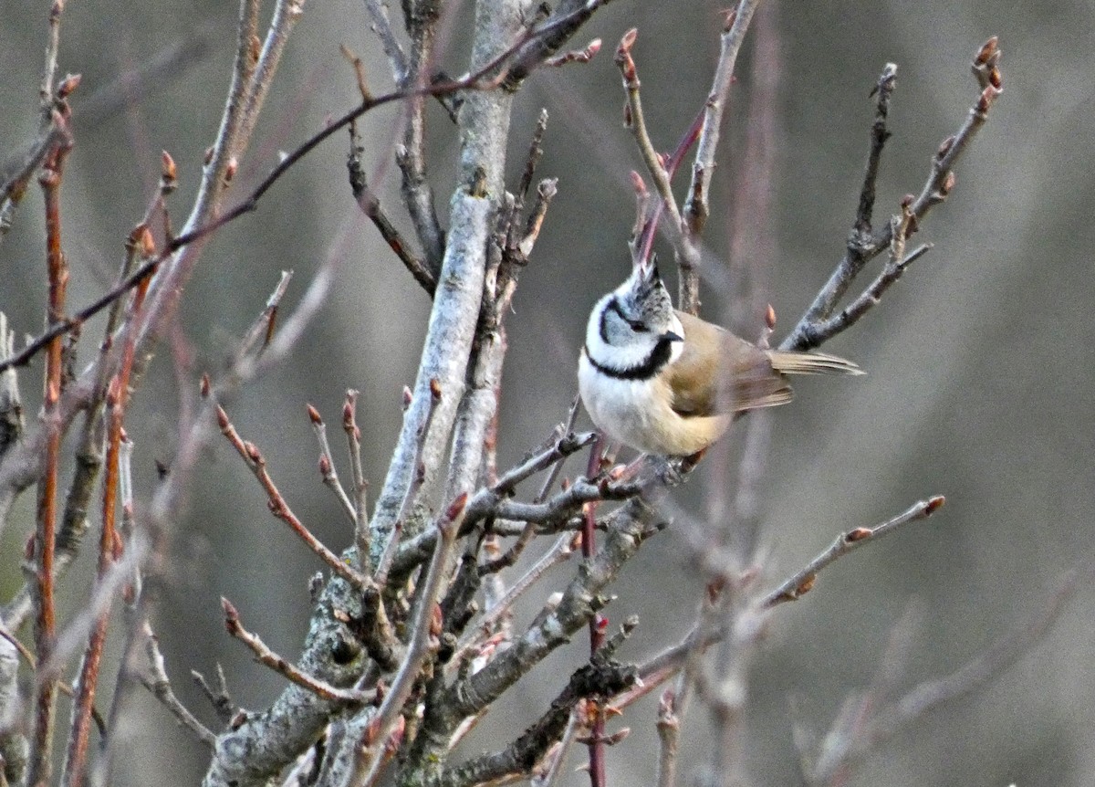 Crested Tit - ML613977676