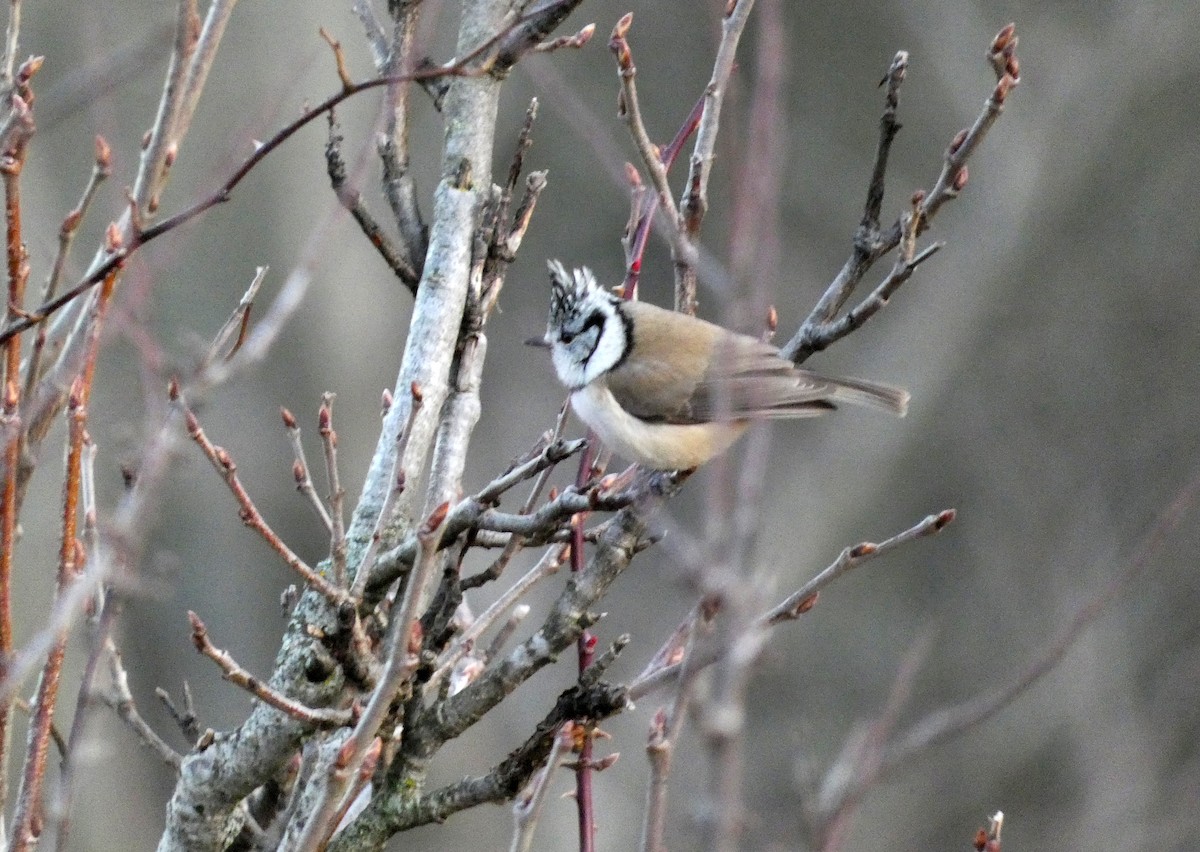Crested Tit - ML613977695
