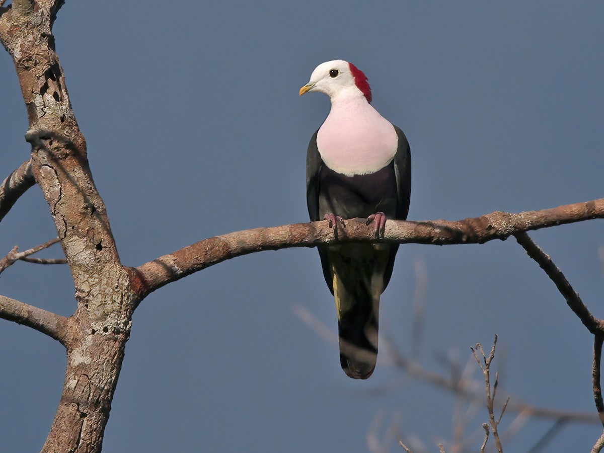 Red-naped Fruit-Dove - Ptilinopus dohertyi - Birds of the World