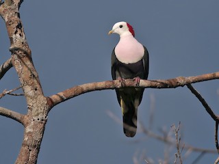  - Red-naped Fruit-Dove