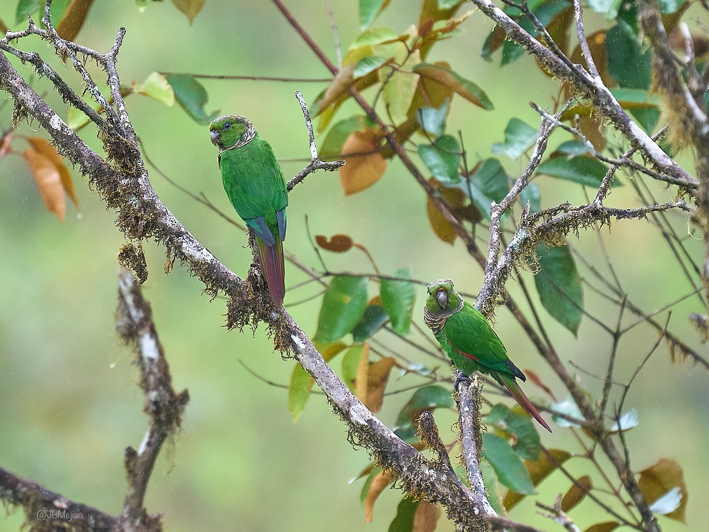 Maroon-tailed Parakeet - Juan B Mejia Ossa
