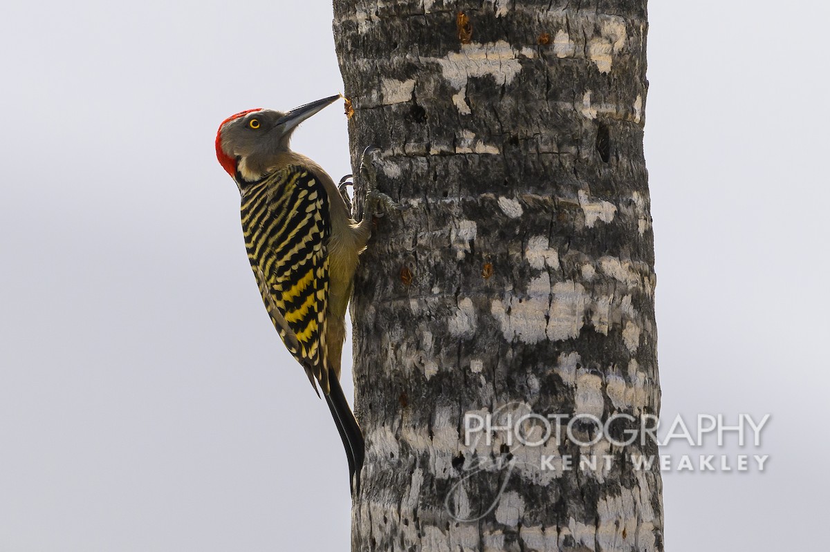 Hispaniolan Woodpecker - ML613977788