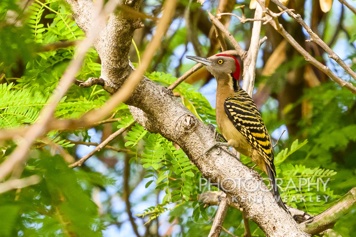 Hispaniolan Woodpecker - ML613977789