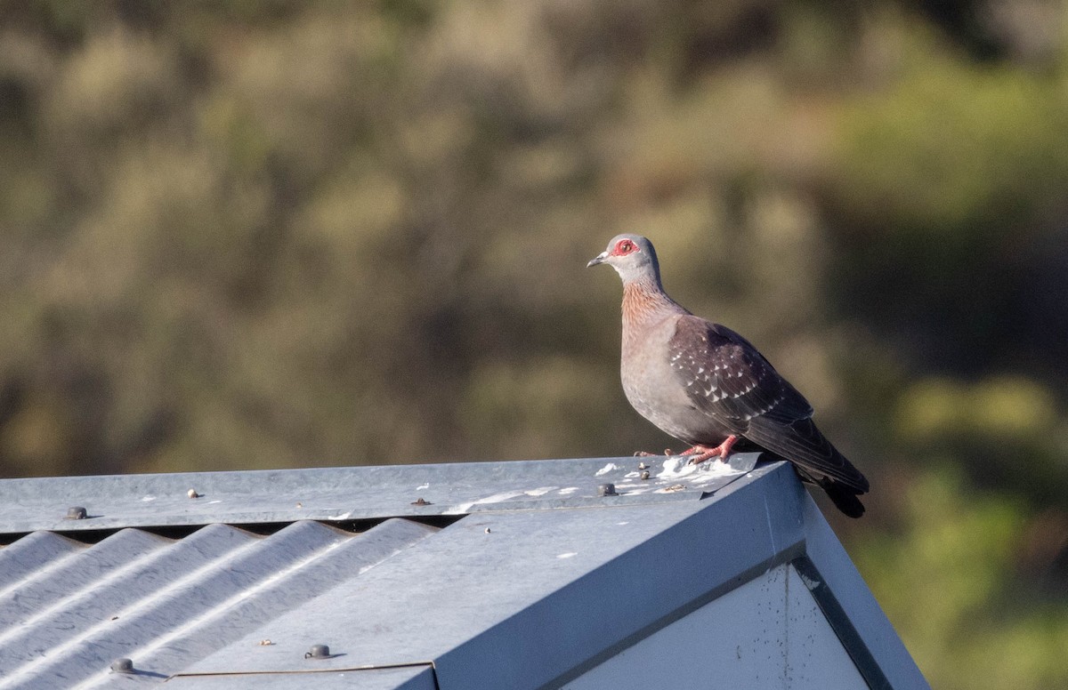 Speckled Pigeon - ML613977891