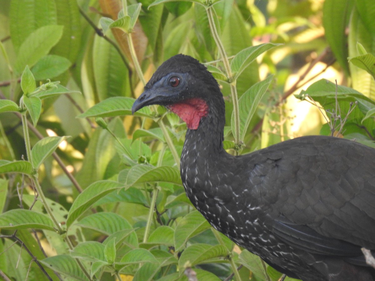 Crested Guan - ML613978291