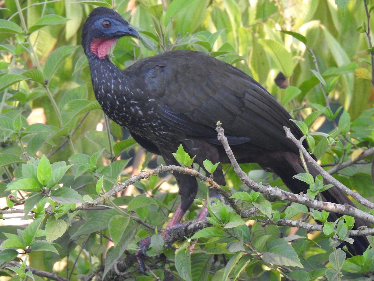 Crested Guan - ML613978305