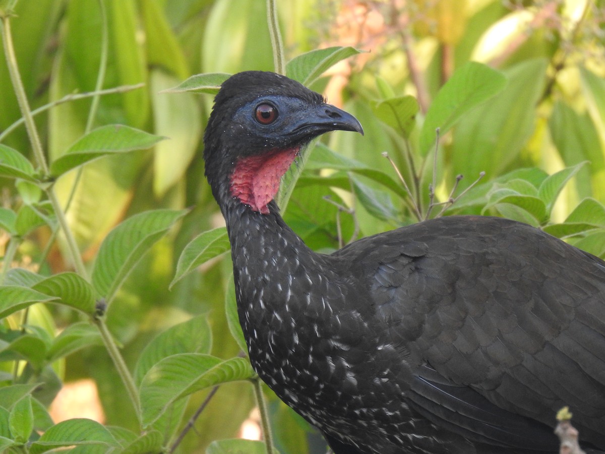 Crested Guan - ML613978342
