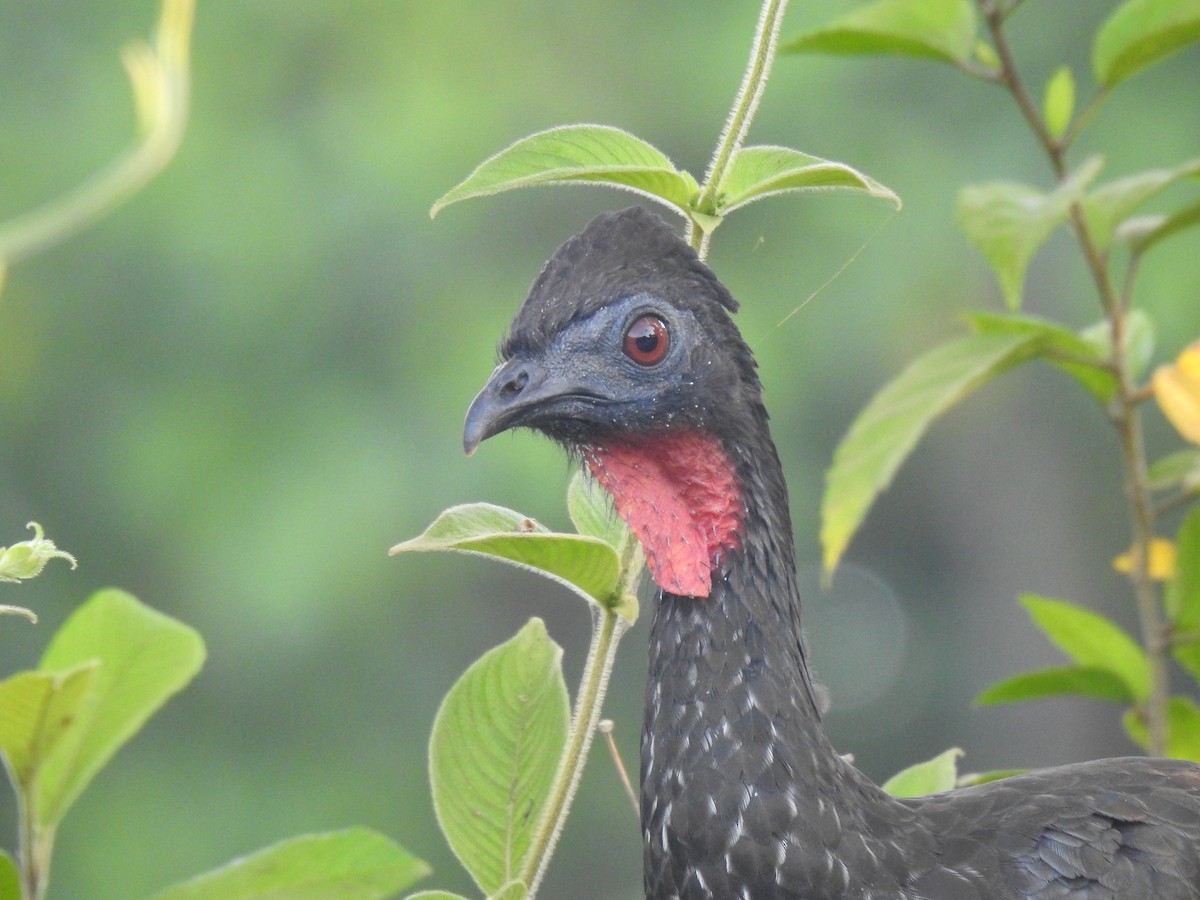 Crested Guan - ML613978343