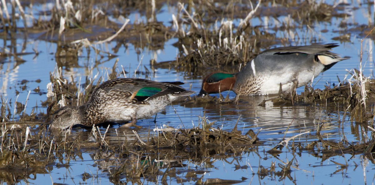 Green-winged Teal - ML613978560