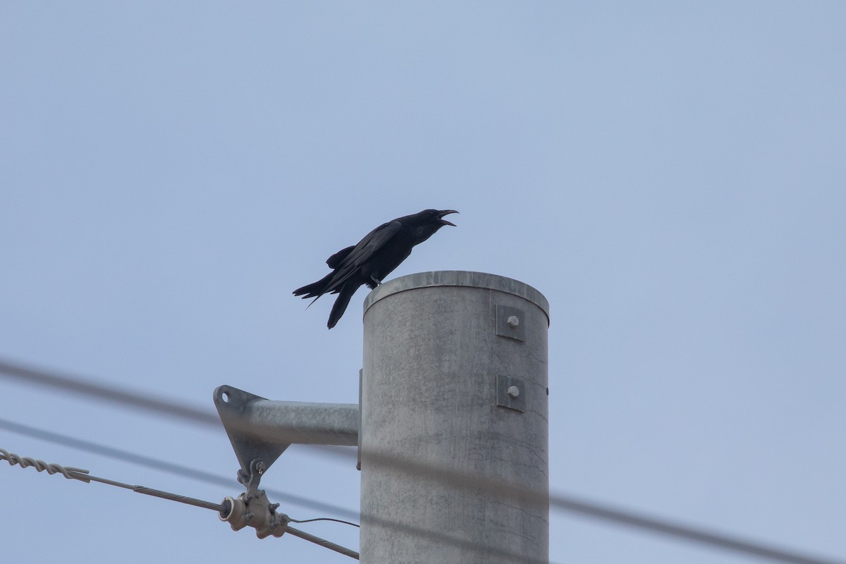 Common Raven - ML613978599