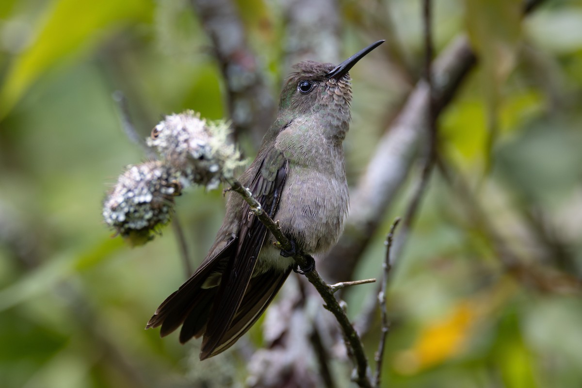Sombre Hummingbird - Ligia De Lima Carvalho