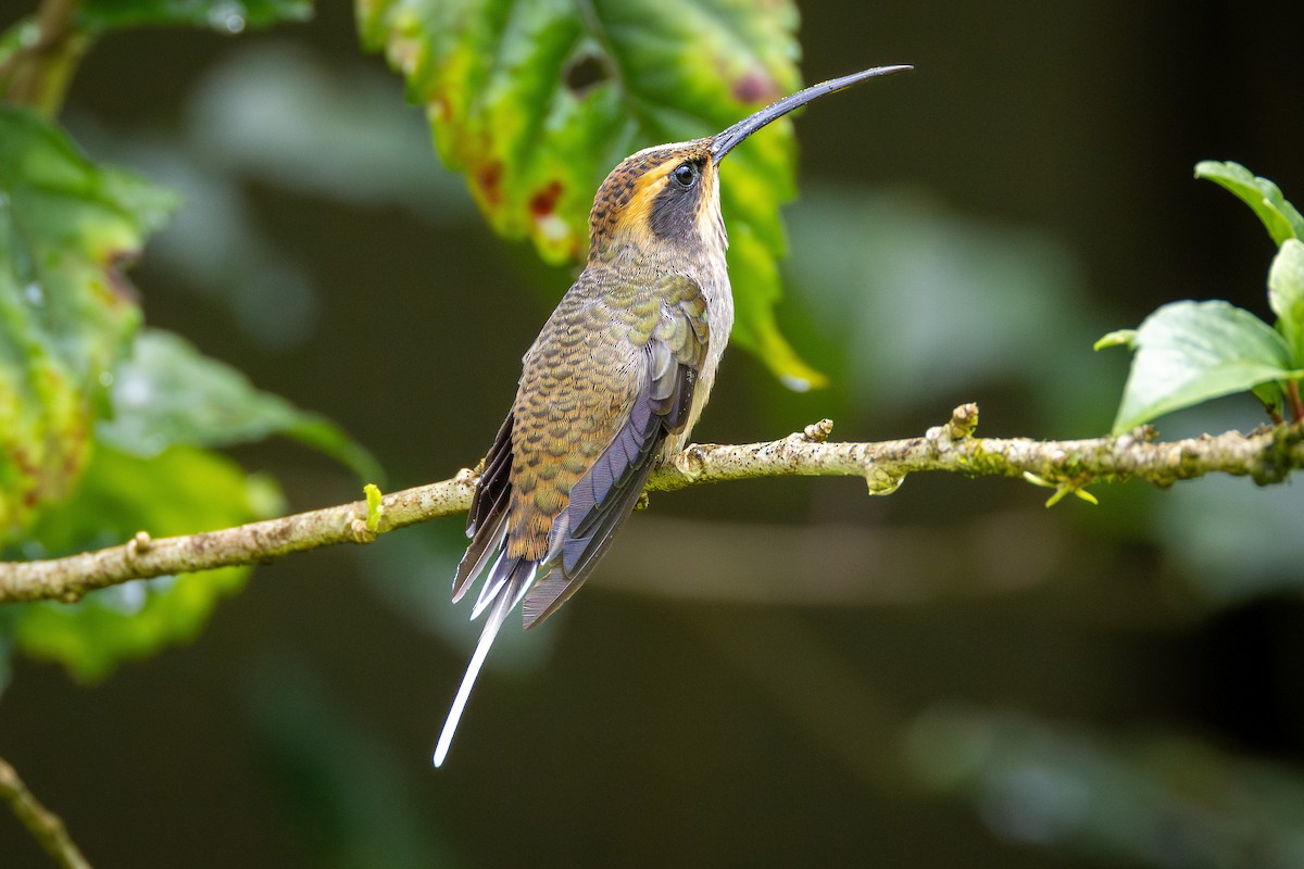 Scale-throated Hermit - ML613978900