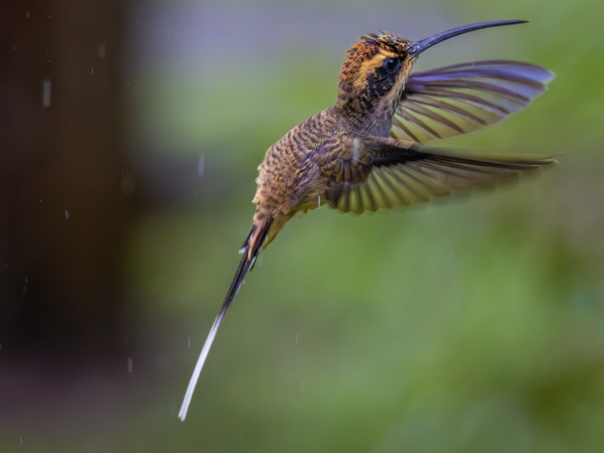 Scale-throated Hermit - ML613978901