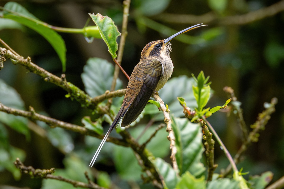 Scale-throated Hermit - ML613978902