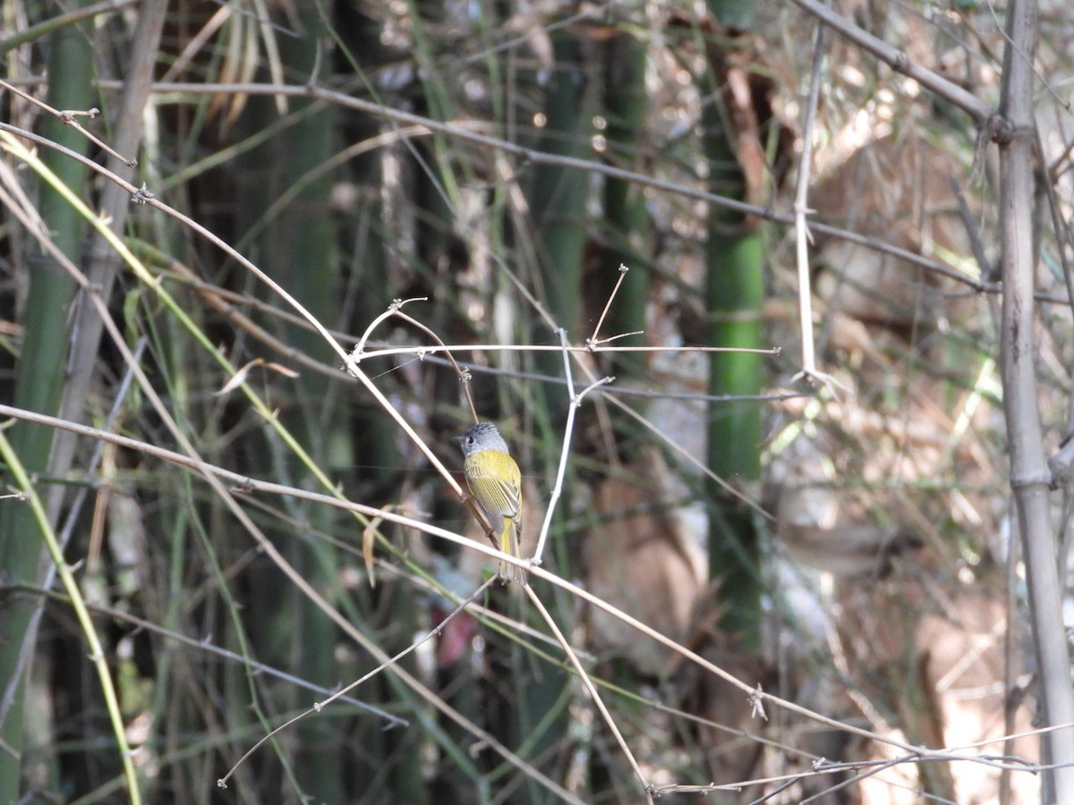 Gray-headed Canary-Flycatcher - ML613978996