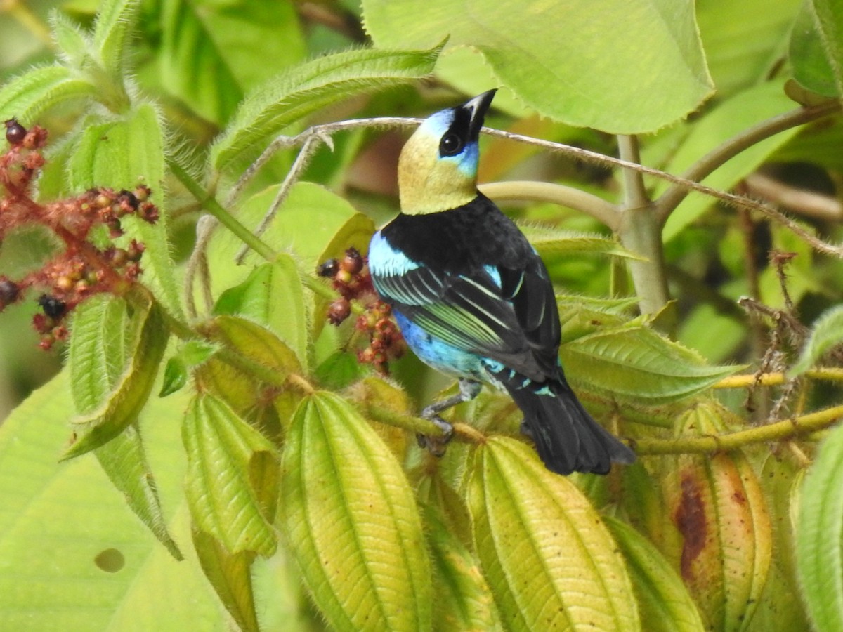 Golden-hooded Tanager - Justin Harris