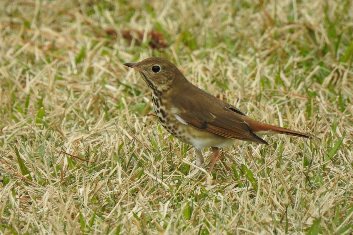 eBird Checklist - 25 Jan 2024 - Clark Yard - Windsor Pt - 40 species