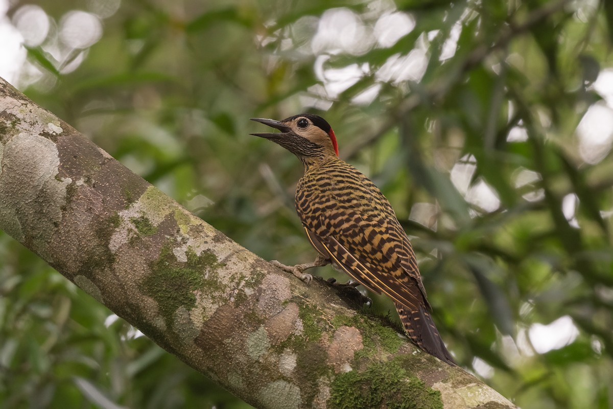 Green-barred Woodpecker - ML613979301