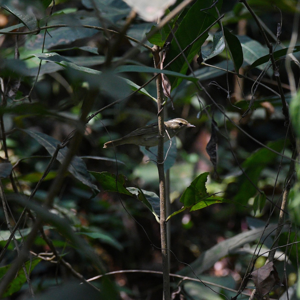 Large-billed Leaf Warbler - ML613979308