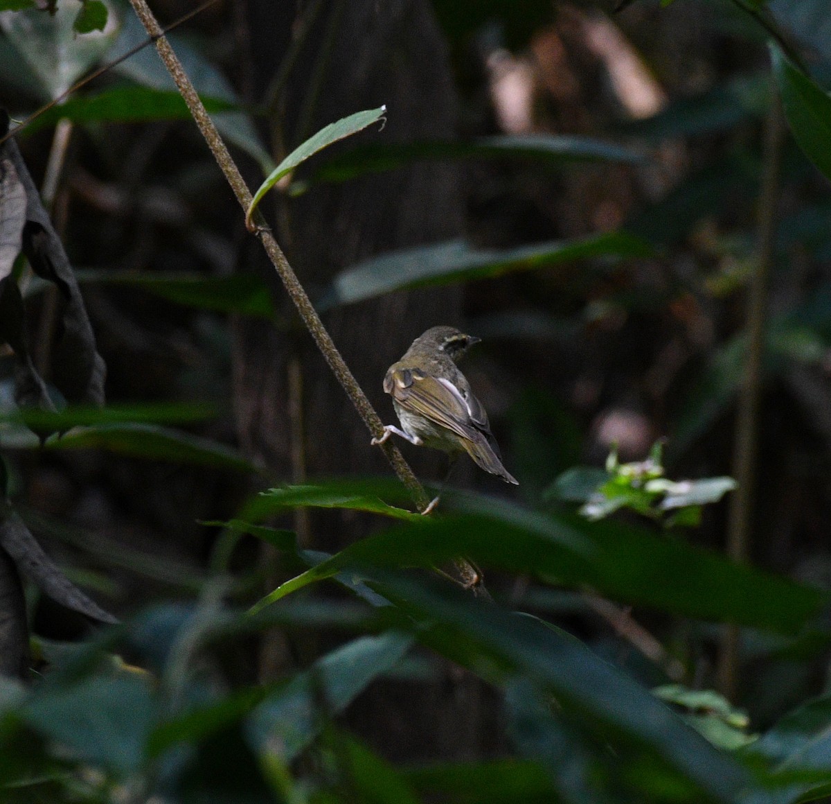Large-billed Leaf Warbler - ML613979309
