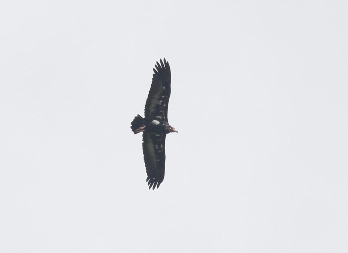 Red-headed Vulture - ML613979466