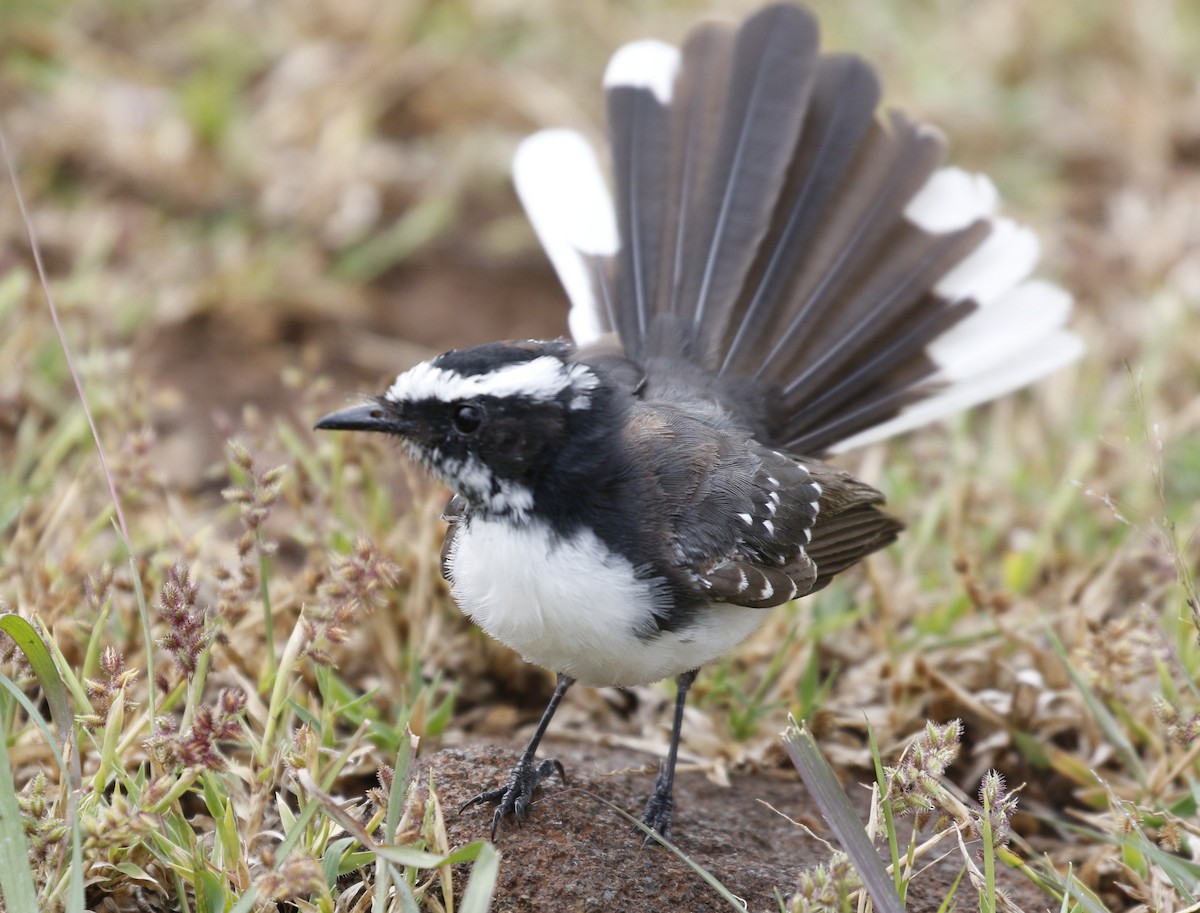 White-browed Fantail - ML613979553