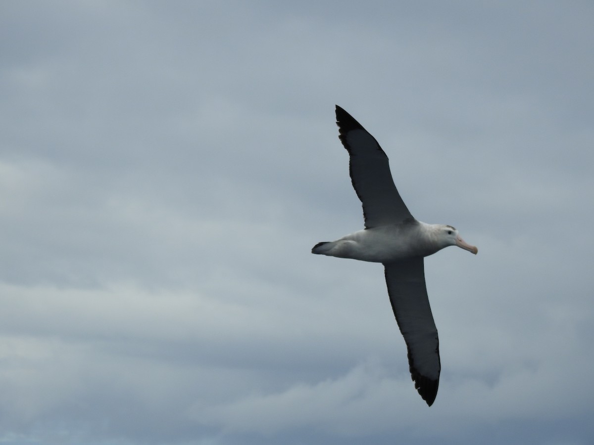 Snowy Albatross - ML613979583