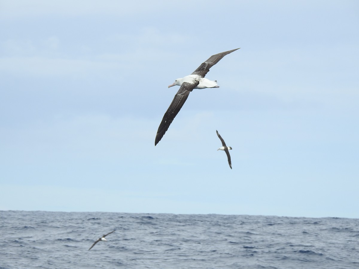 Northern Royal Albatross - ML613979705