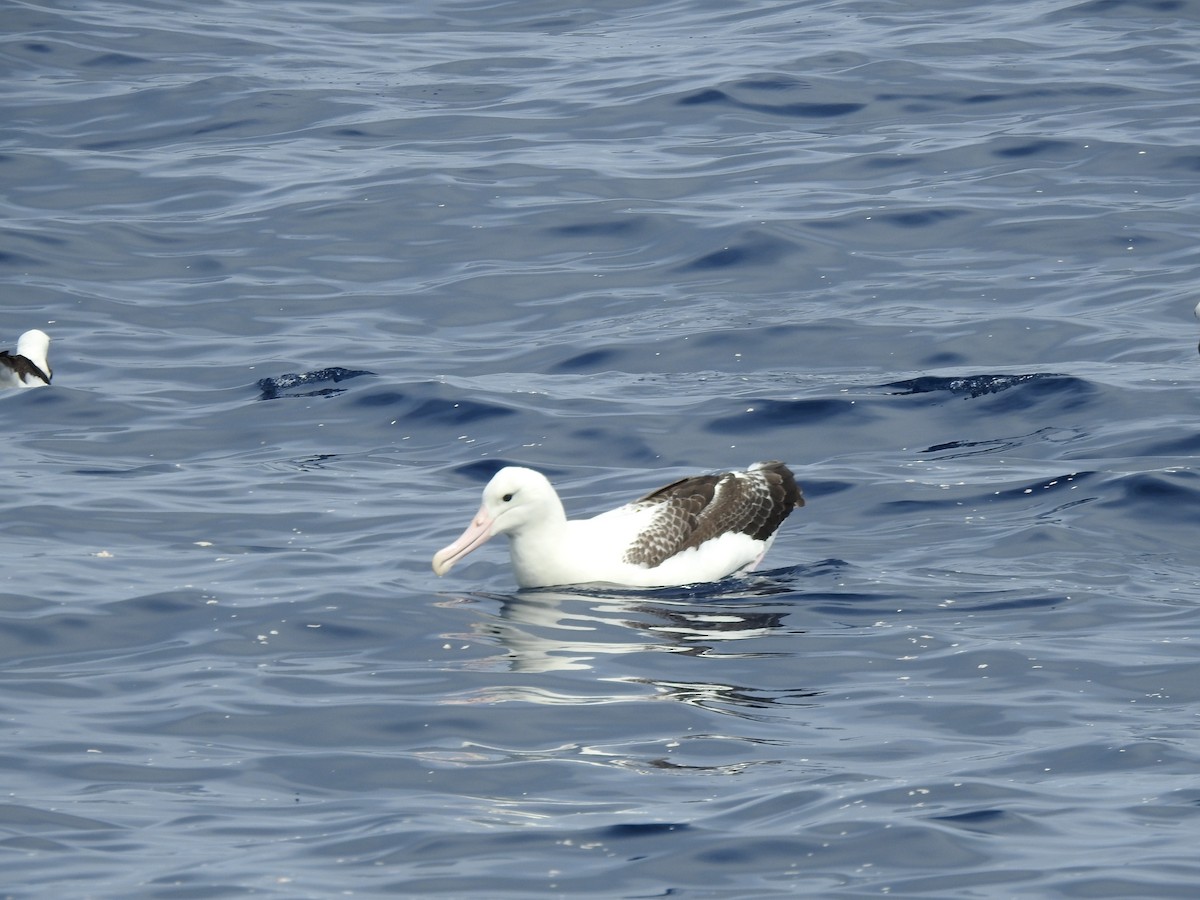 Northern Royal Albatross - ML613979736