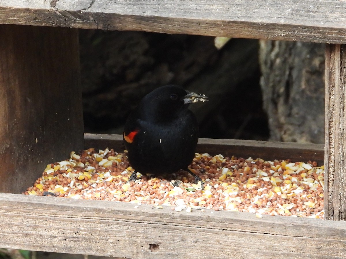 Red-winged Blackbird - ML613979892