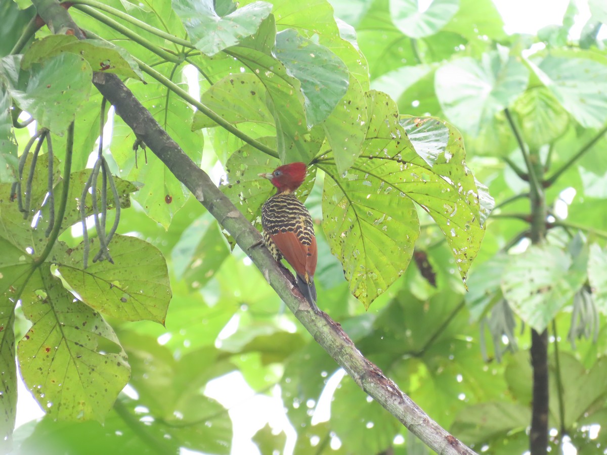 Rufous-headed Woodpecker - ML613980114