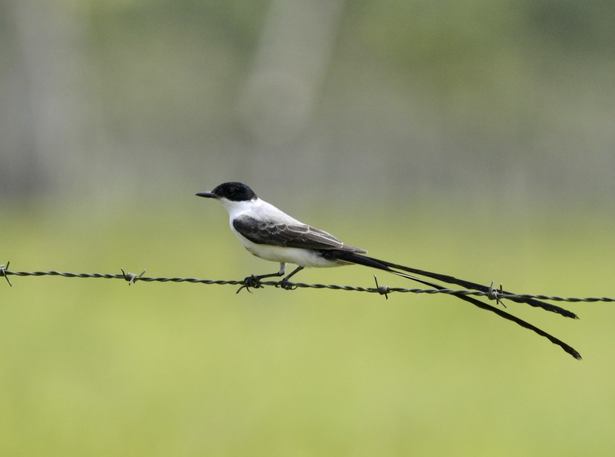 Fork-tailed Flycatcher - Marcus Witmer