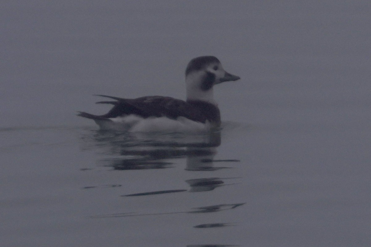 Long-tailed Duck - ML613980491