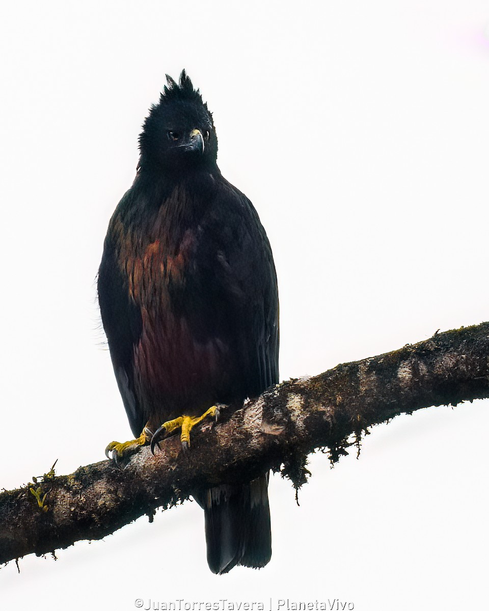 Black-and-chestnut Eagle - Juan Torres Tavera