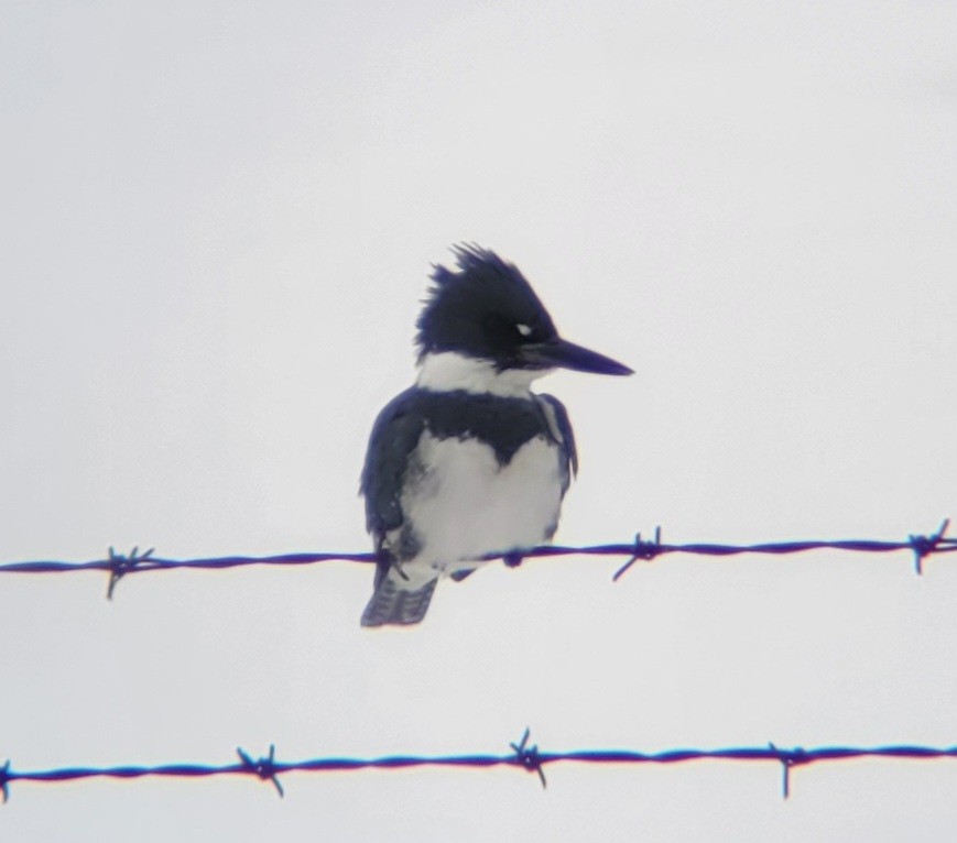 Belted Kingfisher - ML613980637