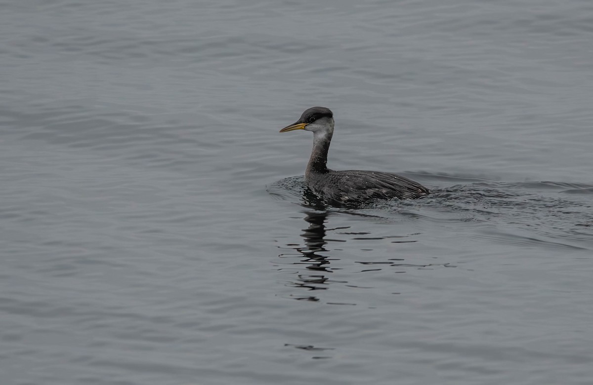 Red-necked Grebe - ML613980922