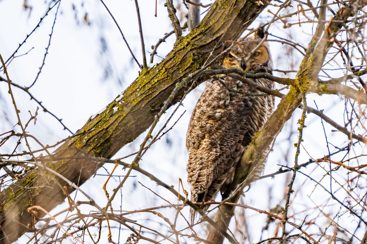 Great Horned Owl - ML613981213
