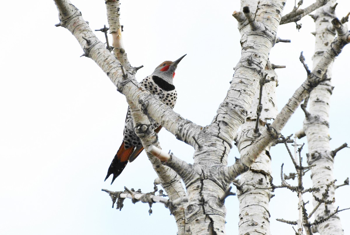 EBird Checklist 24 Jan 2024 Salt Lake City Cemetery 19 Species   1200