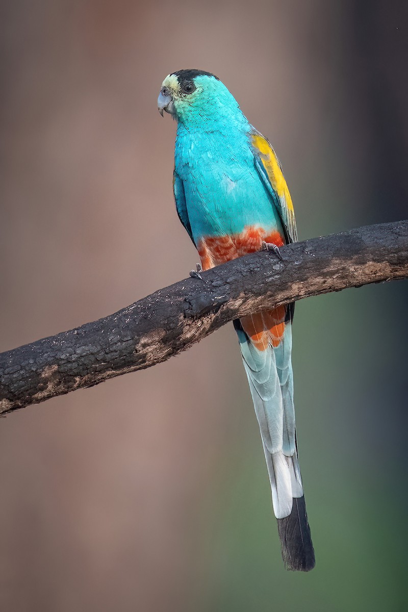Golden-shouldered Parrot - James Hoagland