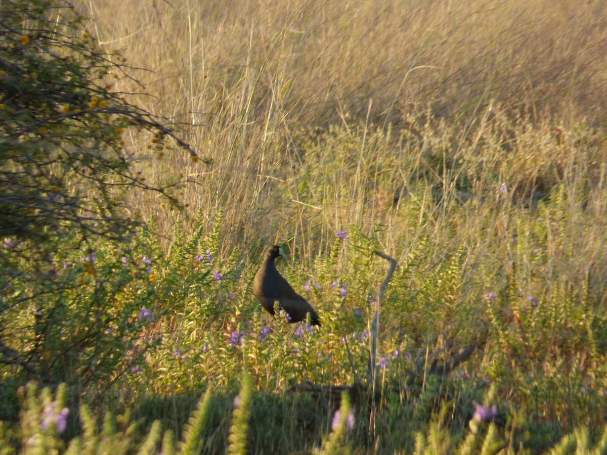 Black-tailed Nativehen - ML613981391