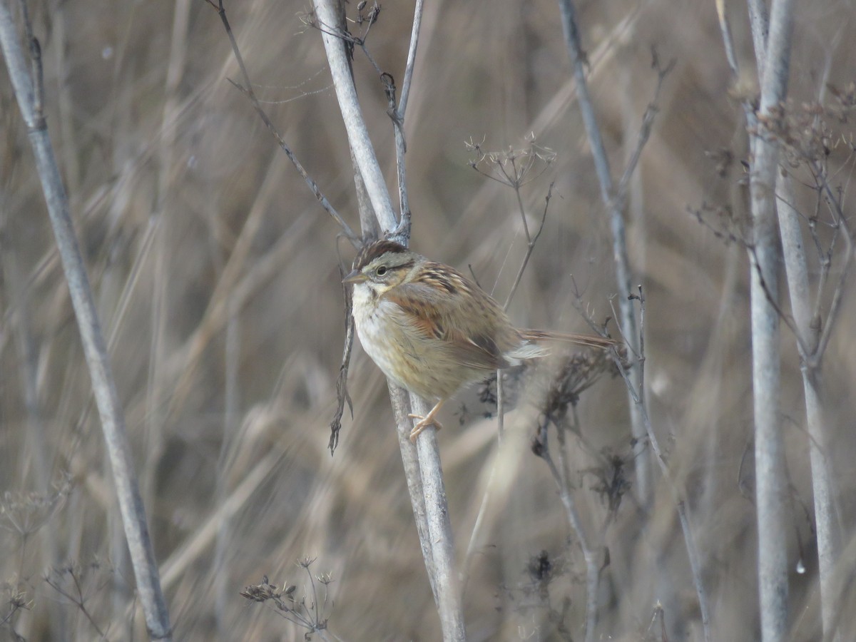 Swamp Sparrow - ML613981489